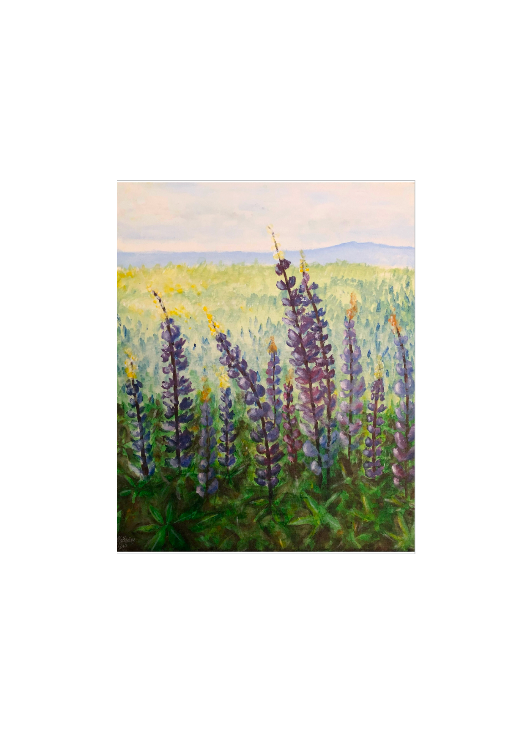 Lupins Fine Art Print